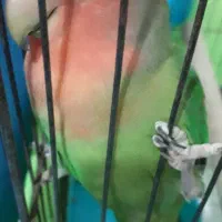 طوطی برزیلی جفت خورده