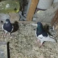 کبوتر کفتر شهری پلاکی