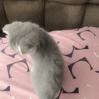 گربه اسکاتیش|گربه|مشهد, خرمشهر|دیوار