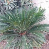 سیکاس 9 ساله|گل و گیاه طبیعی|سنگدوین, |دیوار