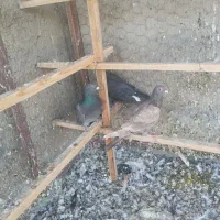 کبوتر شهرستانی|پرنده|پاکدشت, حصار امیر|دیوار