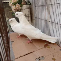 کبوتر سفید اراکی چشم و نوک سفید