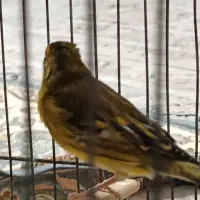 سهره قناری نر شیرین خان|پرنده|همدان, |دیوار