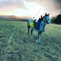 مادیان کورد|اسب و تجهیزات اسب‌سواری|دهگلان, |دیوار