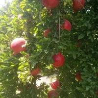 انار رباب دون قرمز|عمدهفروشی|فیروزآباد (فارس), |دیوار