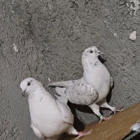 کفتر کاشانی|پرنده|حمیدیا, |دیوار