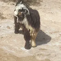 ۶ عدد بیگ نر