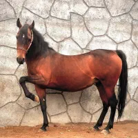 کره نریان کرد خالص|اسب و تجهیزات اسب‌سواری|اردبیل, |دیوار