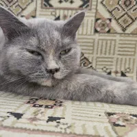 واگذاری گربه بریتیش یک سال و نیم توافقی