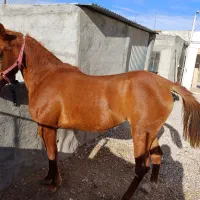 اسب مادیان عرب کرد