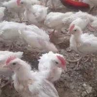 جوجه خروس|حیوانات مزرعه|خان ببین, |دیوار