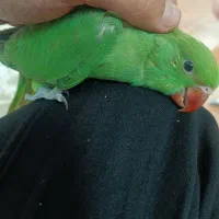 ملنگو سرلاکی|پرنده|شیراز, قلات|دیوار