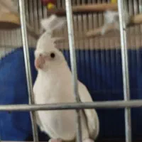 عروس هلندی آلبینو