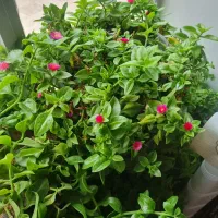 مشاوره تغذیه کودکان و نوجوانان و افراد سالمند ،