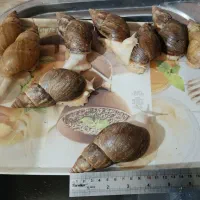 حلزون آچاتینا سوپرمولد تخم گذار در رنگ های متفاوت