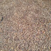 بلوط درجه یک تناژ