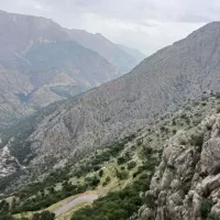 گندم و جو بزری