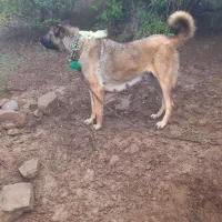 سلام . فروش یا معاوضه ماده مناسب گله