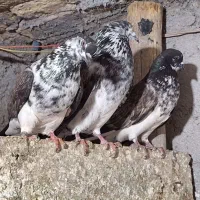 سوسگی ب شرط پرش جفتی یه تومن