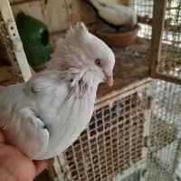 یک نر و ماده و یک اشعل سرور