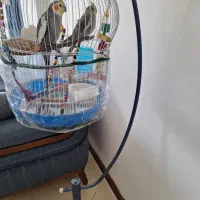 عروس هلندی
