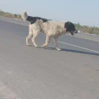 سگ گله