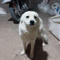 سگ پامر روباهی