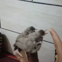جوجه قناری