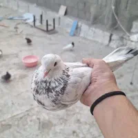 کبوتر یا کفتر