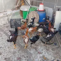 نوچه مرغ خروس لاری اصیل|حیوانات مزرعه|قم, حاج زینل|دیوار