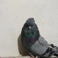 کبوتر سبز|پرنده|میانه, |دیوار
