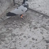 کبوتر شتری سیاه