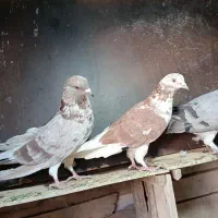 جغ جغ ترکیه ، سیاه ،ابلغ
