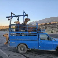 فروش صد نفر شتر ریز ودرشت|حیوانات مزرعه|شیراز, علی آباد|دیوار