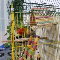 طوطی گرنچیک همراه با کلی وسایل وقفس نقدی فقط