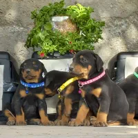 دوبرمن تیپ اروپایی|سگ|مشهد, کوه سنگی|دیوار