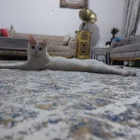 گمشده