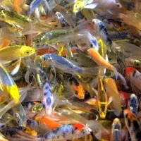 بچه ماهی کوی