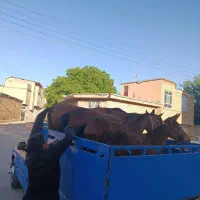 فروشگاه مادیان و خرید فروش