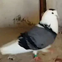 طوق پشت سبز باخت خورده