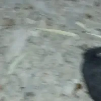 مرغ جوجه خروس|حیوانات مزرعه|کردیان, |دیوار