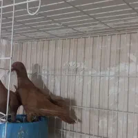 کبوتر|پرنده|مراغه, |دیوار