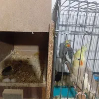 عروس هلندی نروماده بالغ تخم هم دارن