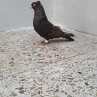 قهوه ایی ابادانی خوشکل نر معاوضه هم دارم