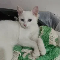 گربه خانگی|گربه|اهواز, حصیرآباد|دیوار