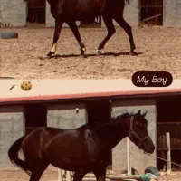 اسب ورزشی جوان فروش فوری