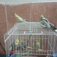 ۶ عدد عروس هلندی