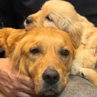 واگذاری گلدن رتریور