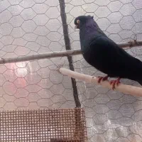 زاغ|پرنده|ایذه, |دیوار