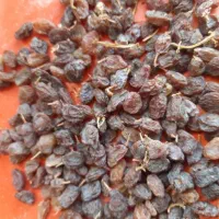 کشمش آفتابی